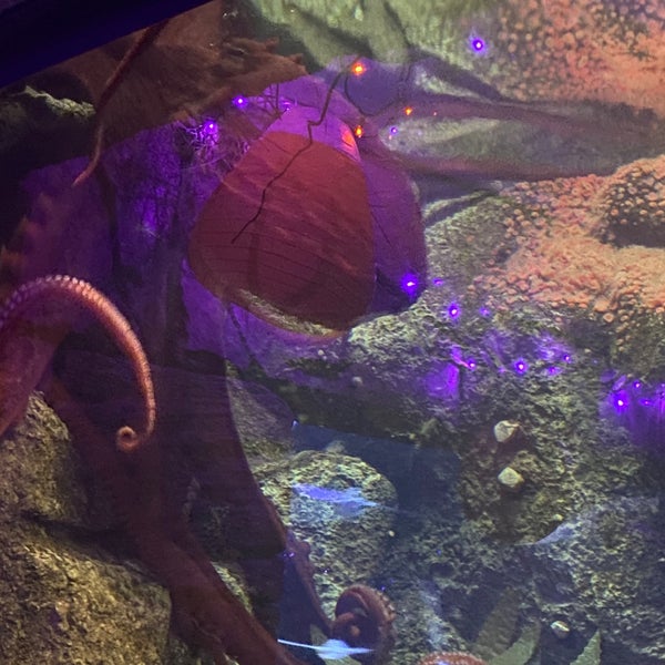 10/26/2021にTony B.がShark Reef Aquariumで撮った写真