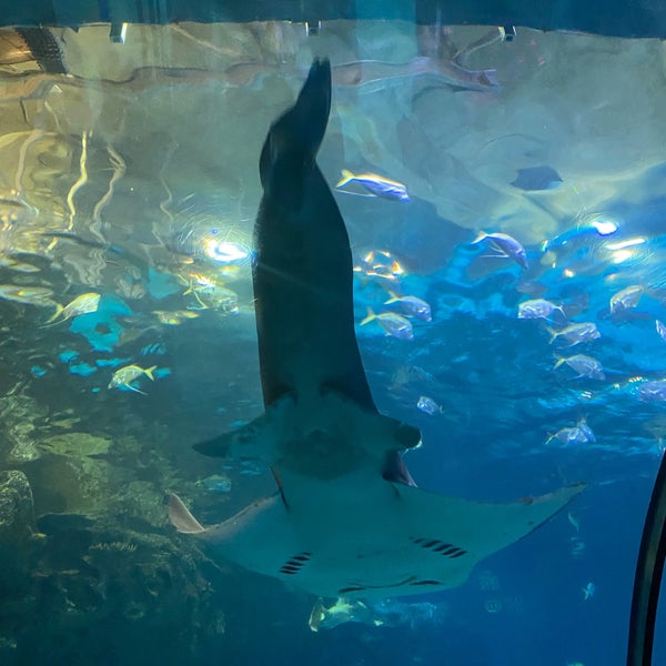 Photo taken at Shark Reef Aquarium by Tony B. on 10/26/2021