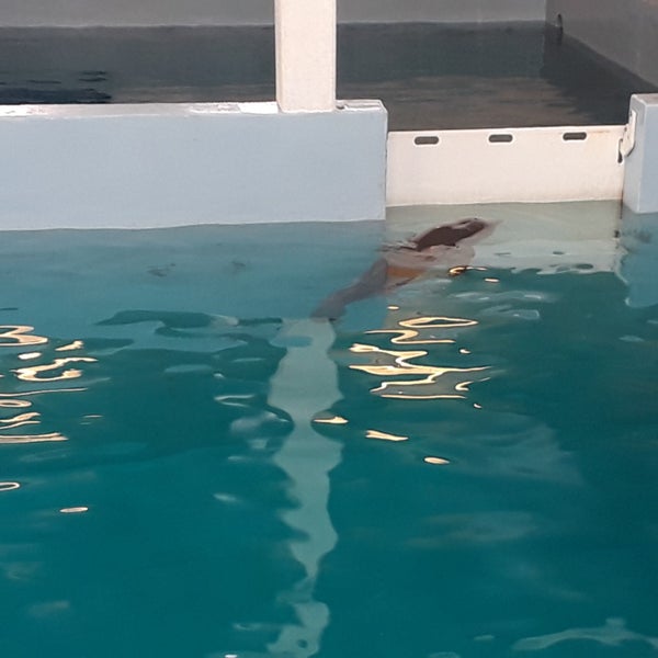 7/21/2018 tarihinde Massimiliano V.ziyaretçi tarafından Clearwater Marine Aquarium'de çekilen fotoğraf