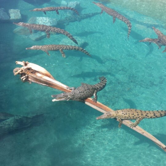 Photo taken at Crocosaurus Cove by Lauren on 6/7/2014