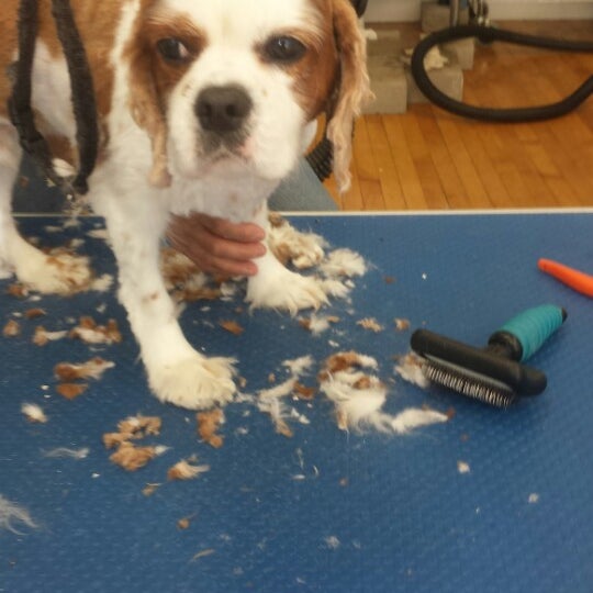 Silver Beach Dog Grooming - North Falmouth, MA