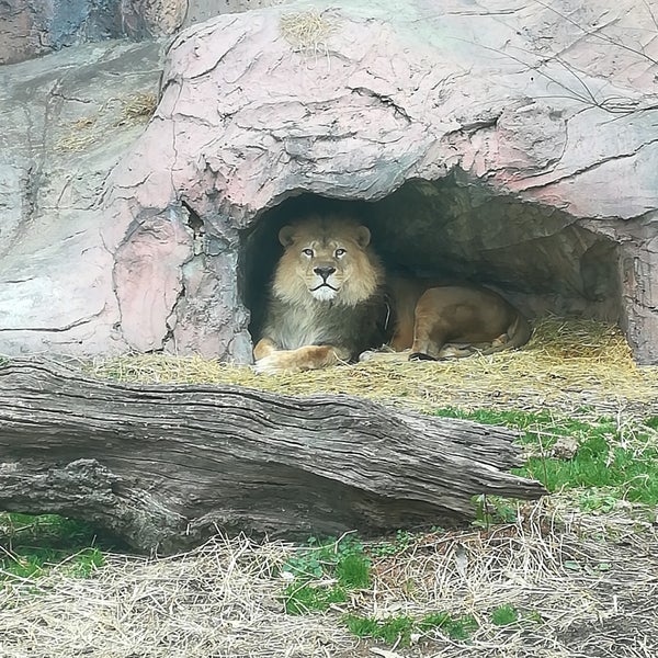 Fotos En 東山動物園 ライオン舎 千種区 3 Tips