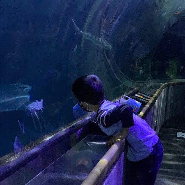 11/11/2021에 Steven L.님이 Aquarium of the Bay에서 찍은 사진