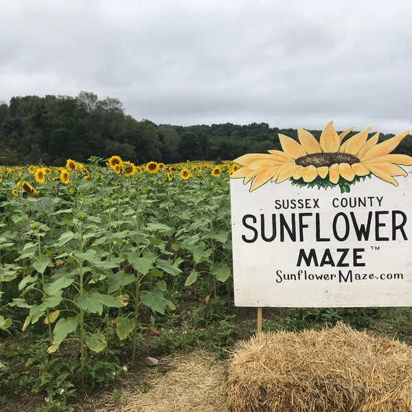 Foto tomada en Sussex County Sunflower Maze  por Faith el 9/2/2018