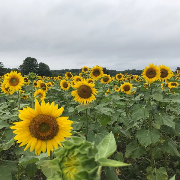 Photo taken at Sussex County Sunflower Maze by Faith on 9/2/2018