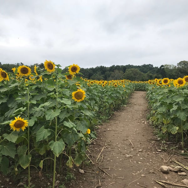 Foto diambil di Sussex County Sunflower Maze oleh Faith pada 9/2/2018