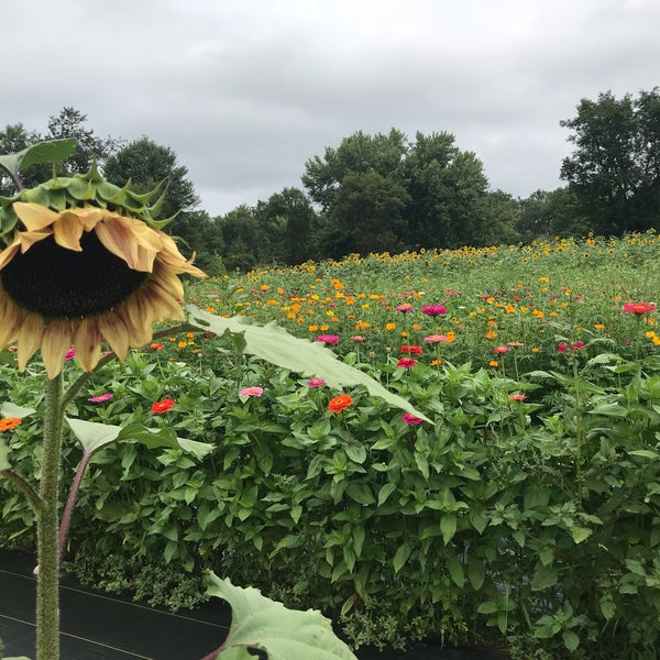 Photo taken at Sussex County Sunflower Maze by Faith on 9/2/2018