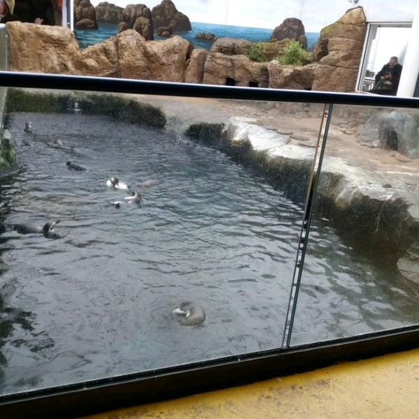 1/27/2018에 Nonka K.님이 Oceanarium, The Bournemouth Aquarium에서 찍은 사진
