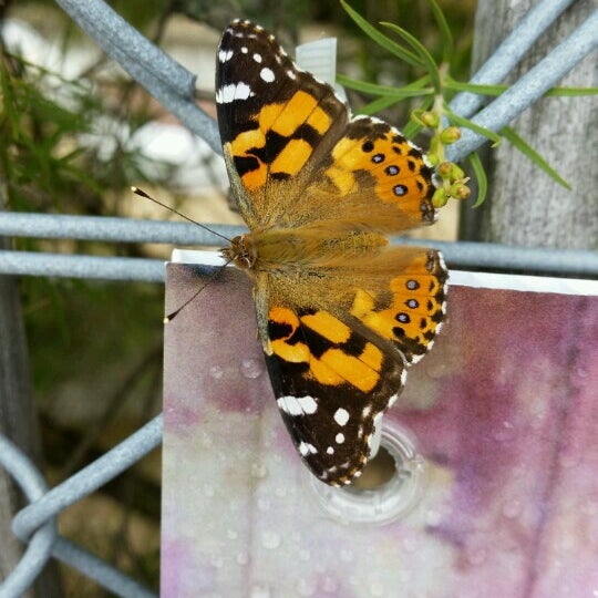 Photos at Sydney Park Kiosk Café in St Peters