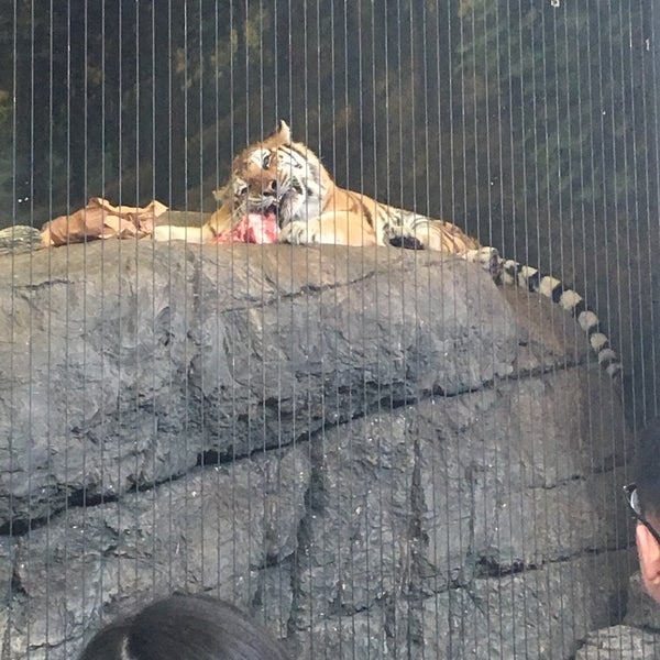 3/19/2016에 Corinne님이 Lincoln Park Zoo에서 찍은 사진