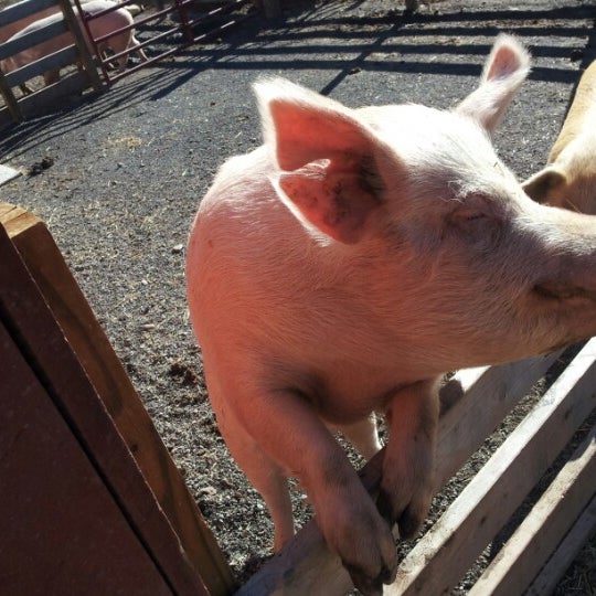 รูปภาพถ่ายที่ Woodstock Farm Animal Sanctuary โดย Evan O. เมื่อ 11/14/2012