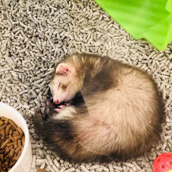 huron petco