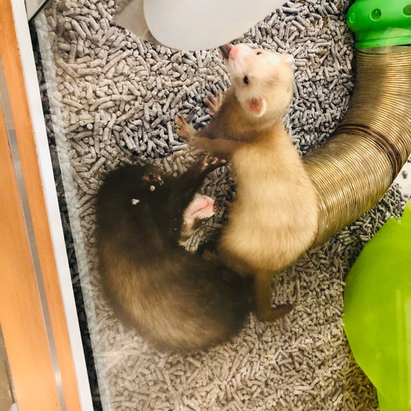huron petco