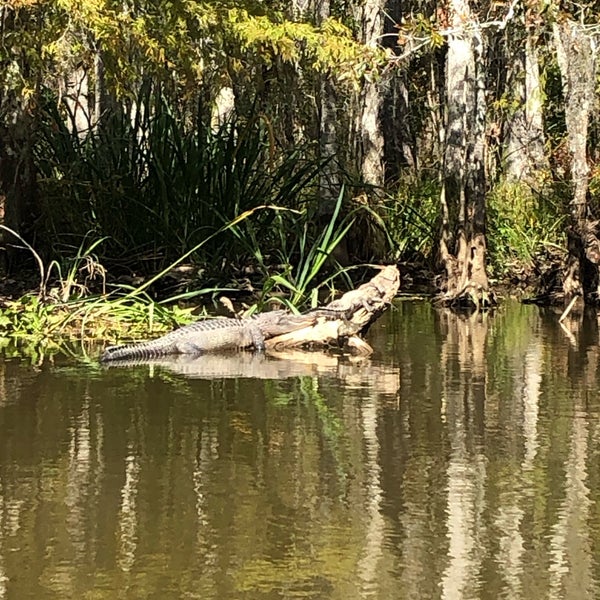 Cajun Encounters Honey Island Swamp Tour Slidell, LA