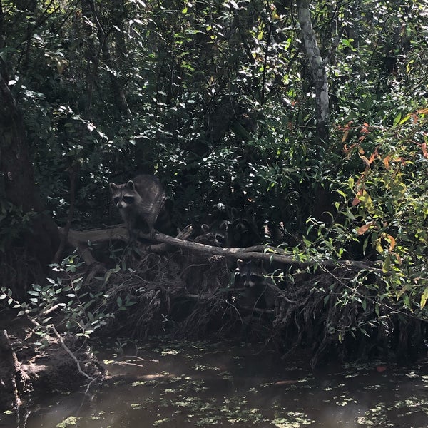 Cajun Encounters Honey Island Swamp Tour Slidell, LA