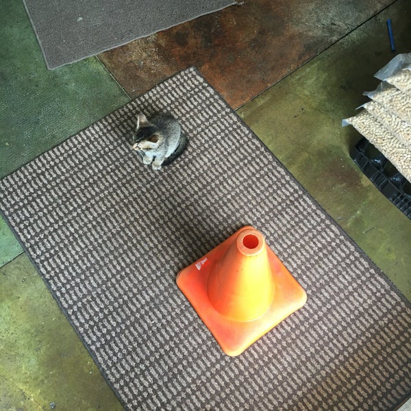 The Cat Shoppe Nashville