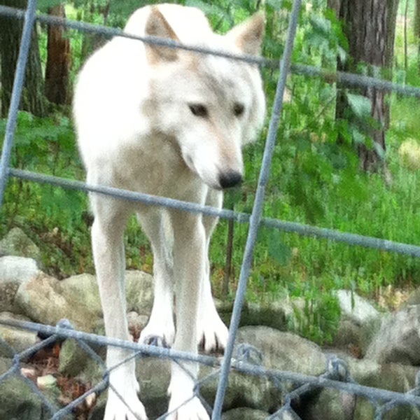 Photo taken at Camp Taylor &amp; Lakota Wolf Preserve by MissyAnnL on 8/18/2013