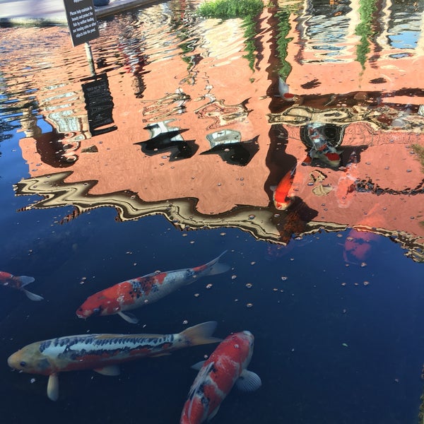 Page 6 of Koi Pond, Fashion Island pictures