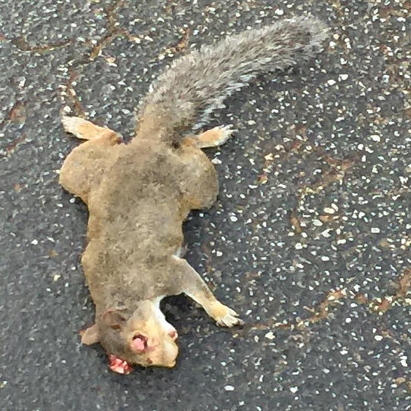 Deer Creek Clubhouse Montgomery, AL