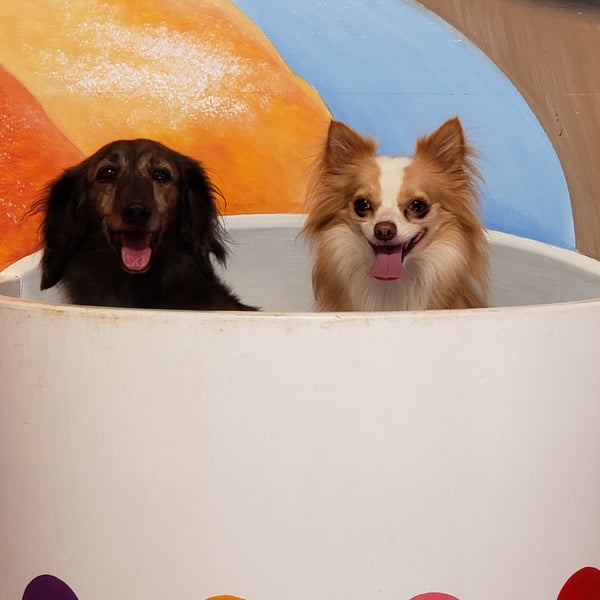 Photos At 東京ドイツ村 わんちゃんランド Dog Run In 袖ケ浦市
