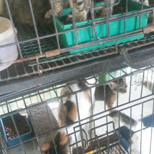Photos at Pusat Perlindungan Kucing Putrajaya - Pet Service in 