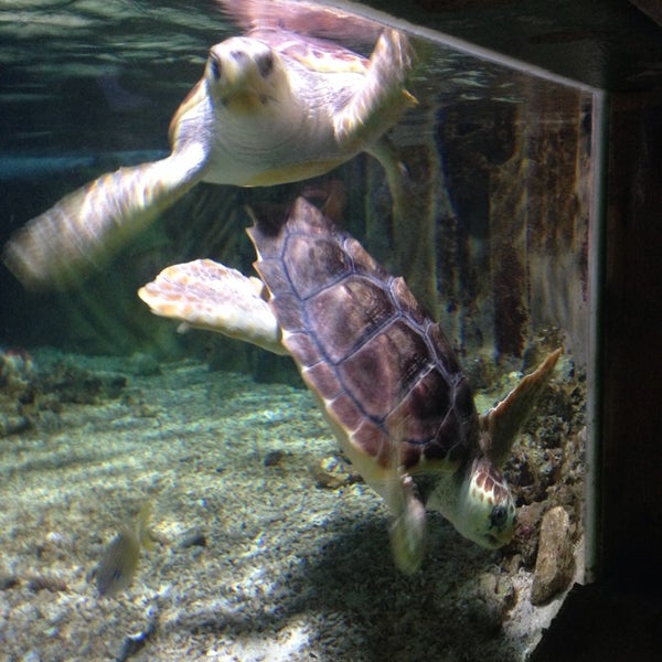 Photo taken at Oceanarium, The Bournemouth Aquarium by A. L. on 7/9/2014