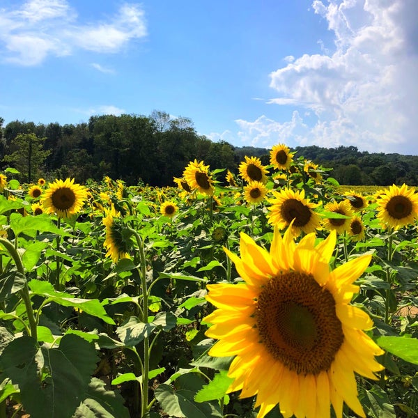 Foto tomada en Sussex County Sunflower Maze  por Gülen Y. el 9/7/2018