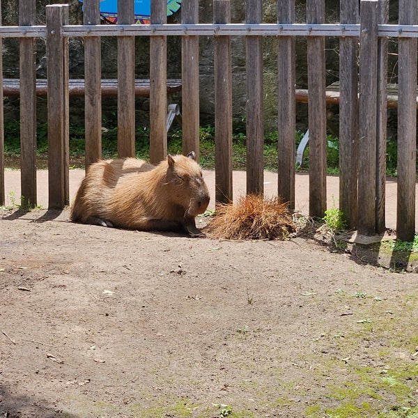 Das Foto wurde bei Taronga Zoo von Vasily I. am 11/27/2023 aufgenommen