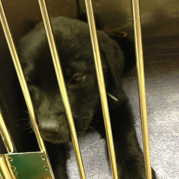 Photos at Kentucky Humane Society East Campus Animal Shelter in