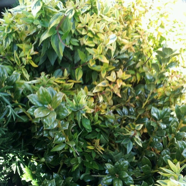 Growers Outlet 7 tips