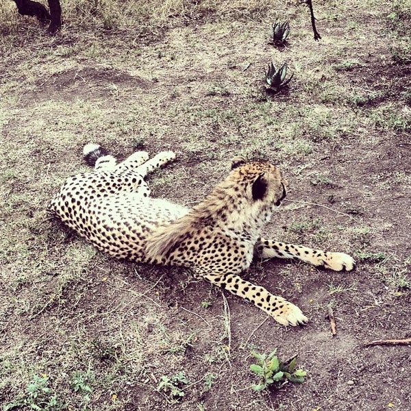 Pet cheetah