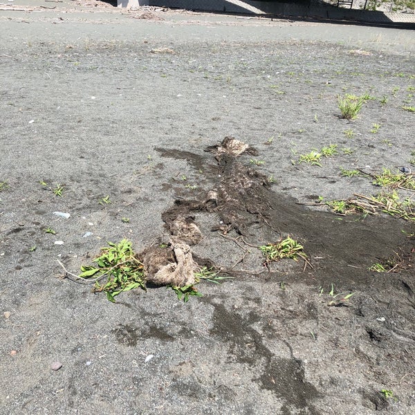 Photos At 酒匂川河口 River In 小田原市