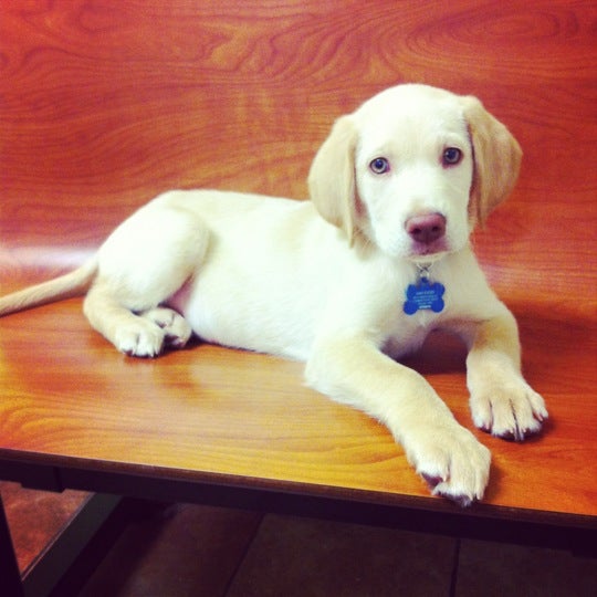 PetSmart Cotswold 9 tips from 826 visitors