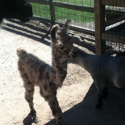 We are open tomorrow at noon! Come enjoy the day with us and our new baby llama named Pebbles!