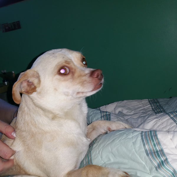 Little Shelter Animal Rescue & Adoption Center Huntington, NY