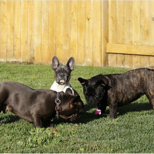 Sactown frenchies sale