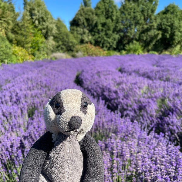 Photo taken at Wanaka Lavender Farm by Laura D. on 1/3/2024