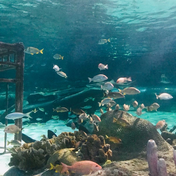 Photo taken at Ripley&#39;s Aquarium by **Andrea B. on 4/19/2019