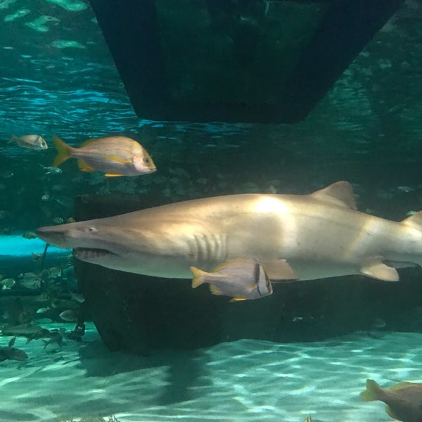Foto scattata a Ripley&#39;s Aquarium da **Andrea B. il 4/19/2019
