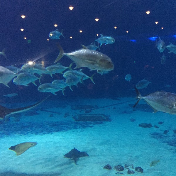 5/20/2016 tarihinde Jennifer D.ziyaretçi tarafından Georgia Aquarium'de çekilen fotoğraf