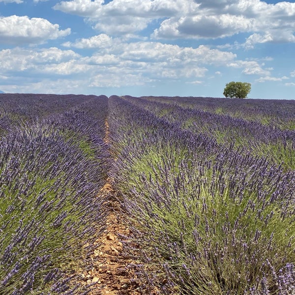 Champs de lavande фанфик. Кахетия лавандовые поля. Пащл плато валенсоль авито. Лавандовое поле. Валенсоль вино.