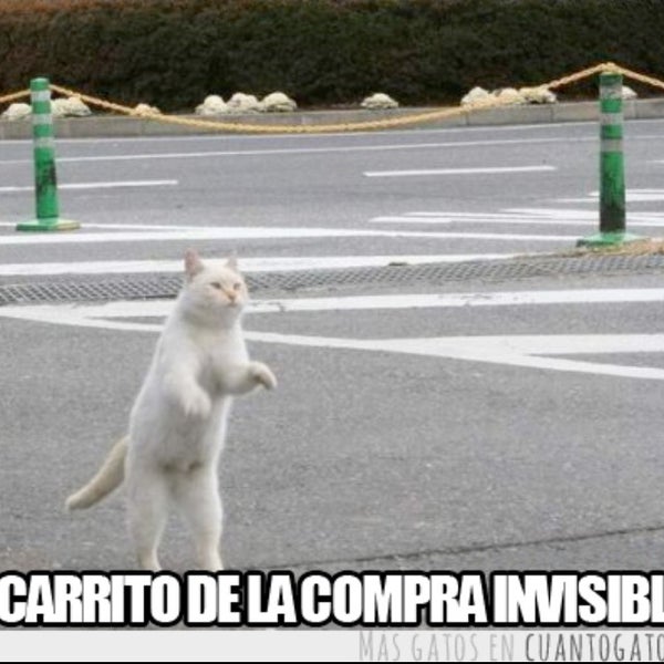 Картинка кот стоит мем