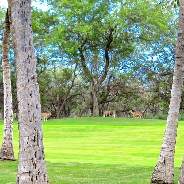 Foto tomada en Makena Beach &amp; Golf Resort  por Kai K. el 8/16/2015