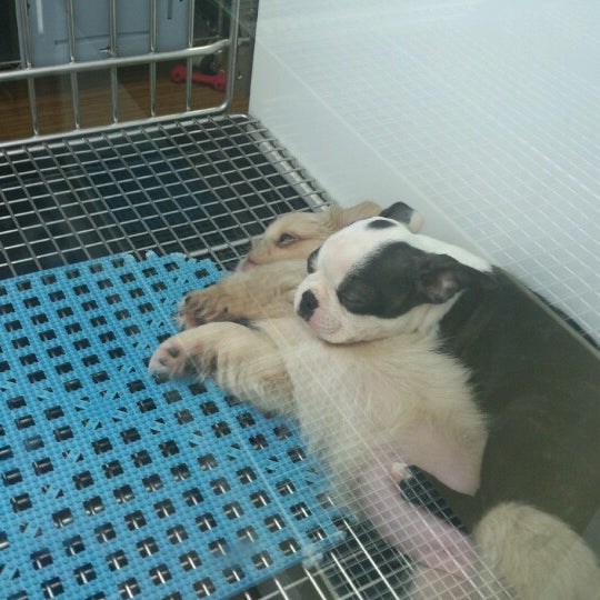 Photo taken at Petland Independence by Kelly P. on 9/16/2012