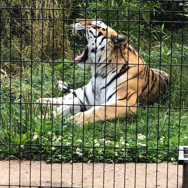 Снимок сделан в Hertfordshire Zoo пользователем Matt L. 7/5/2023