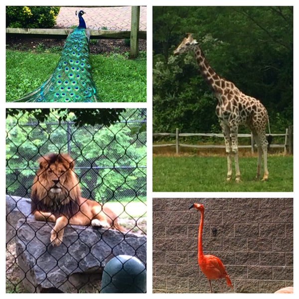Great little zoo! No fee for entry, but they take donations. Great for kids
