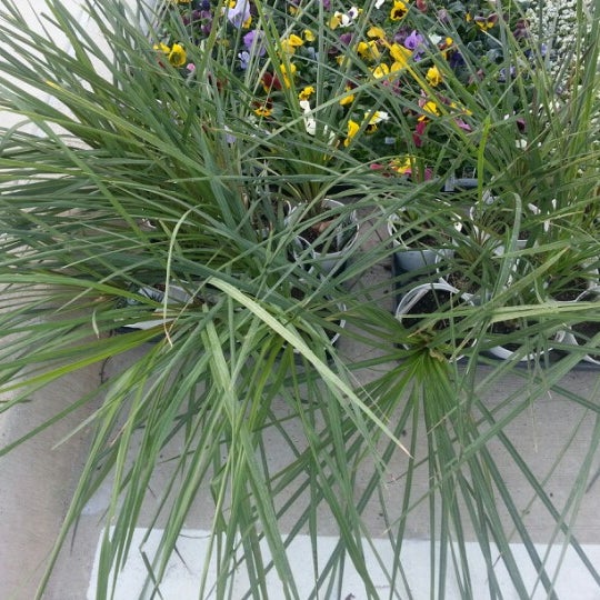 Calloway's Nursery 1 tip from 119 visitors