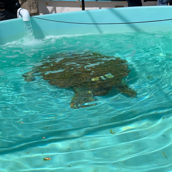 Photo taken at Loggerhead Marinelife Center by GreatStoneFace A. on 3/1/2020