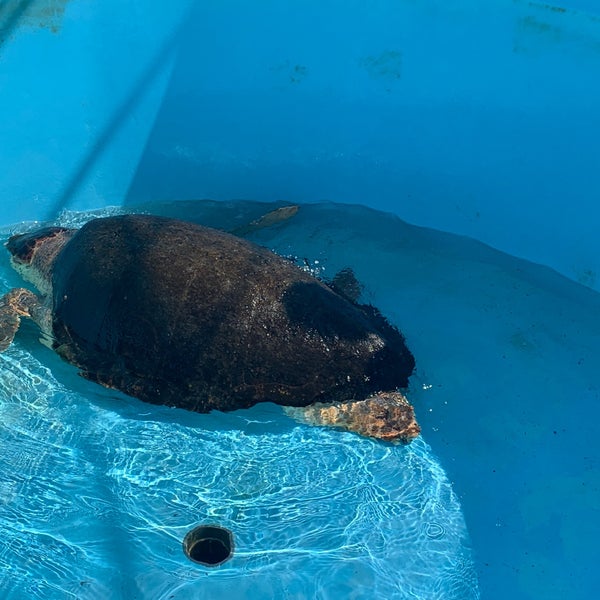 Photo taken at Loggerhead Marinelife Center by GreatStoneFace A. on 2/20/2020