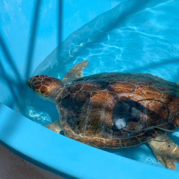 Photo taken at Loggerhead Marinelife Center by GreatStoneFace A. on 2/10/2019